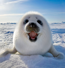 Test květen 2025 - baby-seal-29vsgyf